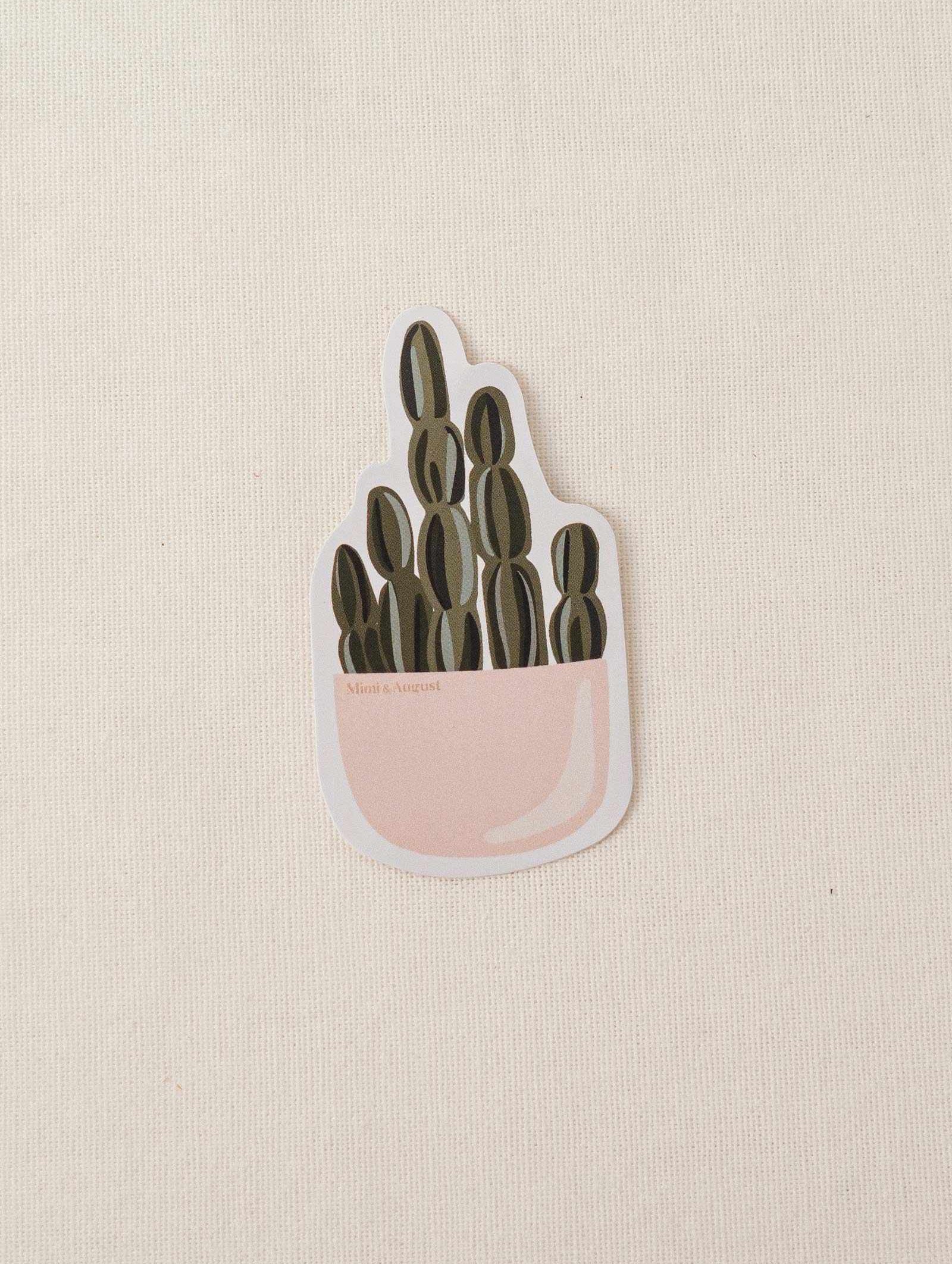 cactus plant in pot