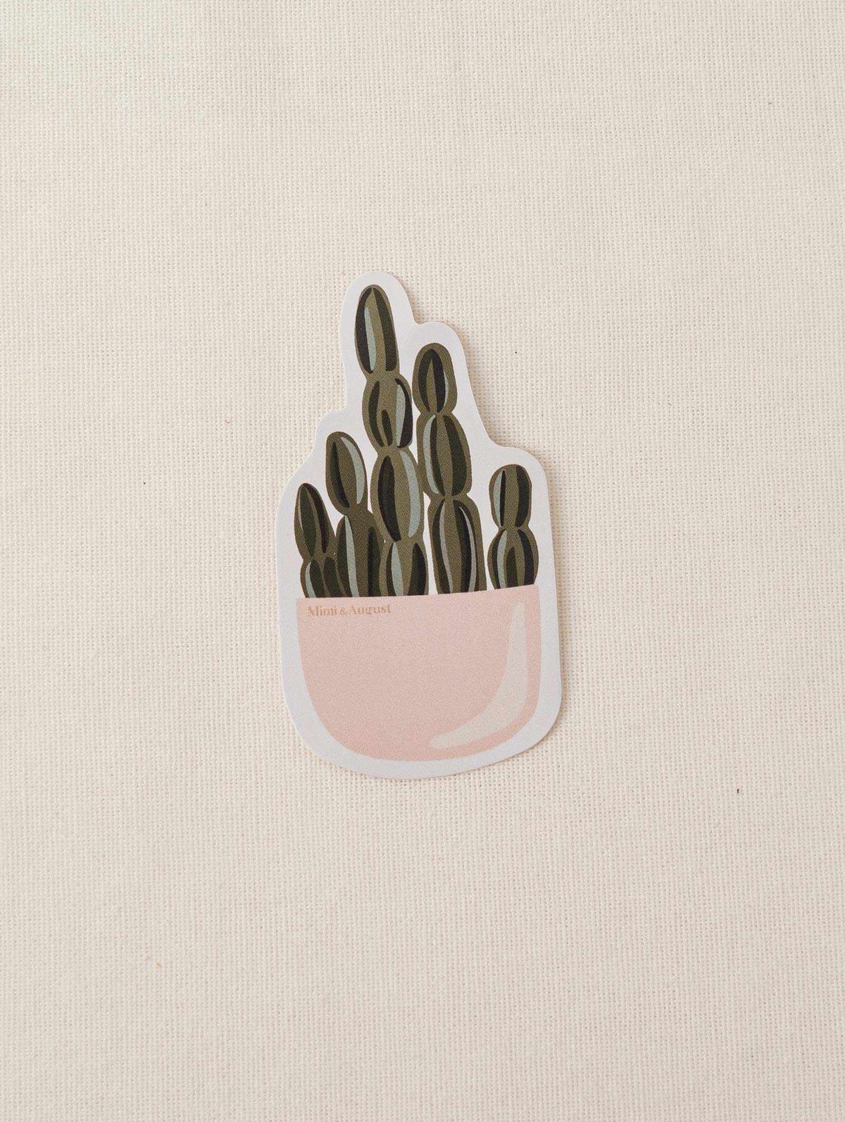 cactus plant in pot